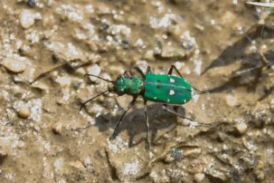 פאזל של Cicindela campestre