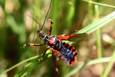 Cimice assassina