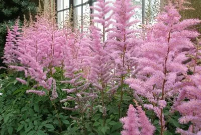 Astilbe jigsaw puzzle