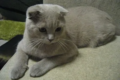 Scottish fold