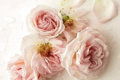 flores