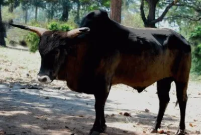 Aurochs
