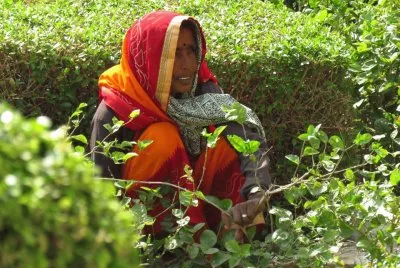 פאזל של Nativa India