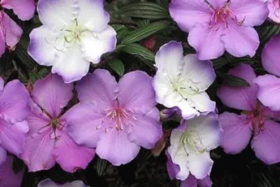 flores