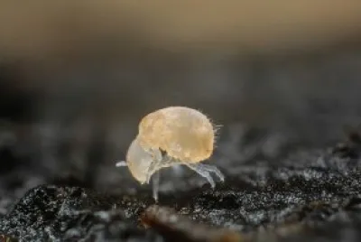 Collembola jigsaw puzzle