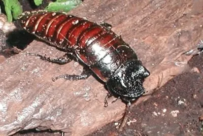 Cucaraha gigante