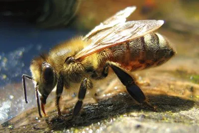 Drinking bee