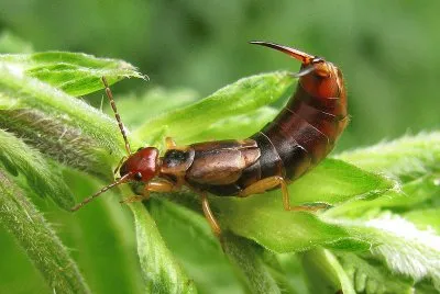 Forficula auricularia