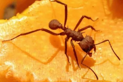 Formica gigante