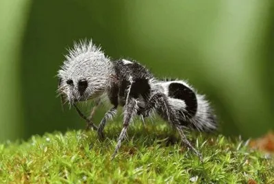 Formica panda