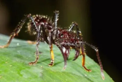Formica proiettile