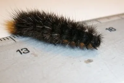 Gatta pelosa
