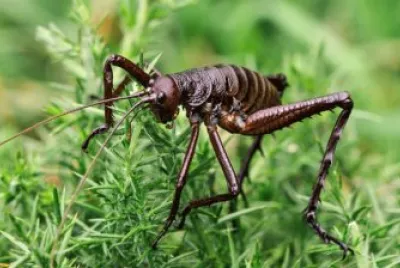 פאזל של Gigante weta