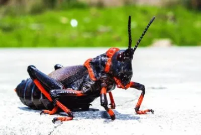 Grillo cricket
