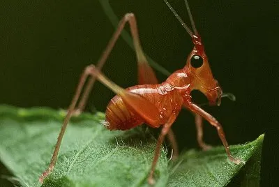פאזל של Grillo rosso