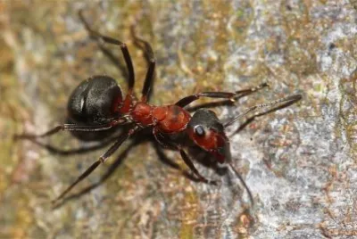 Formica rossa