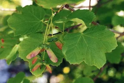 Fruits d 'Ã¨rable