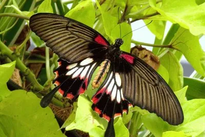 Papilio lowi