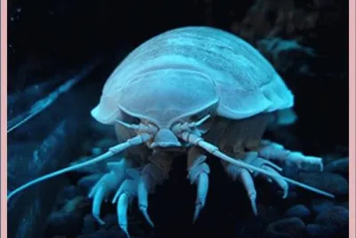 Isopodo gigante jigsaw puzzle