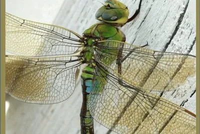 Libellula imperiale