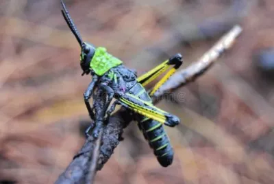 Locusta africana