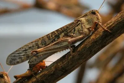 Locusta migratoria