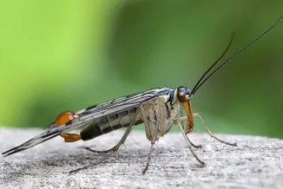 פאזל של Mecoptera