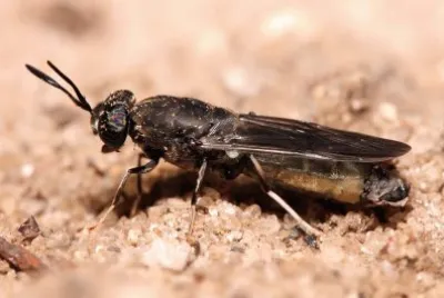 פאזל של Mosca del soldato nera