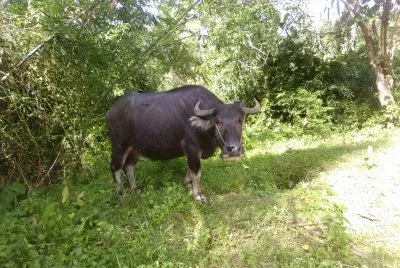 Carabao jigsaw puzzle