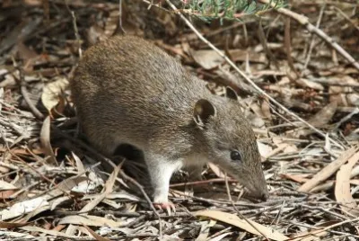 Bandicoot jigsaw puzzle