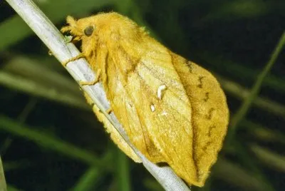 Lasiocampidae