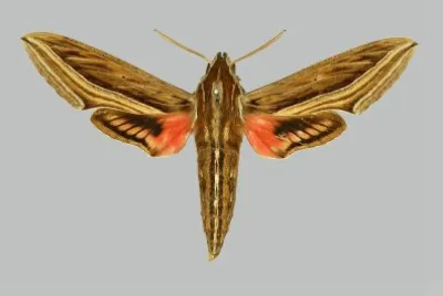 Hippotion celerio