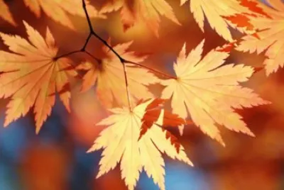 Feuilles