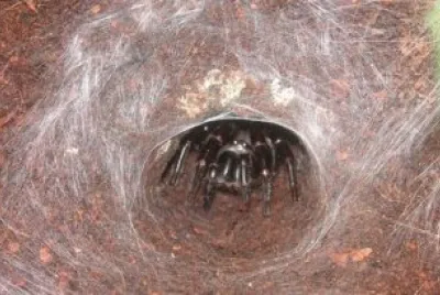 Ragno dalla ragnatela ad imbuto