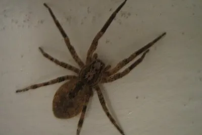 Ragno domestico