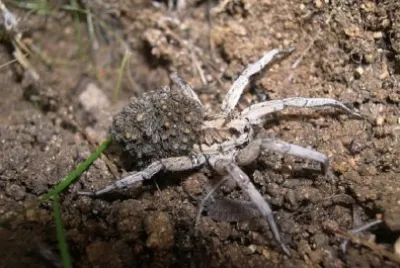 Ragno falsa tarantola