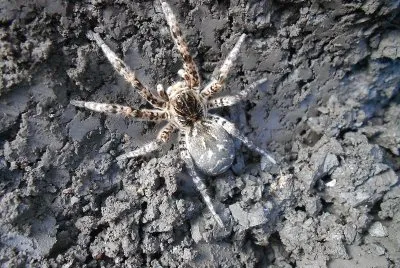 Ragno lyosa