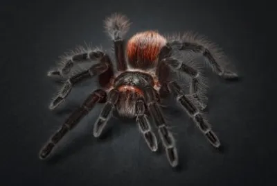 Ragno tarantola aracnofobia