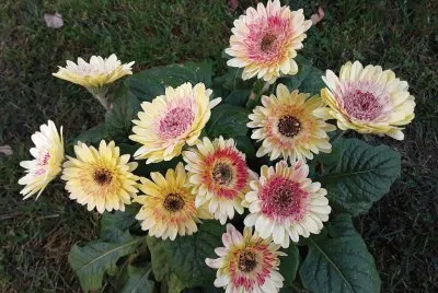 Gerbera