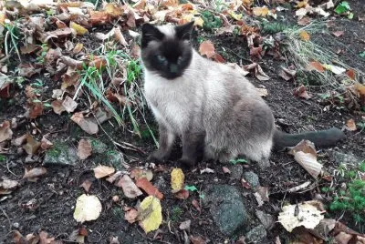 Mia