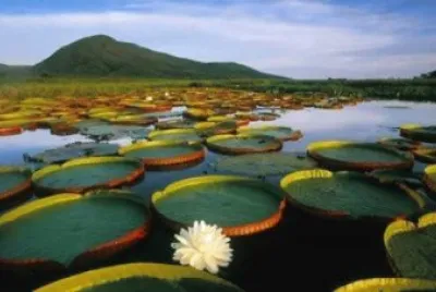 Brasil jigsaw puzzle