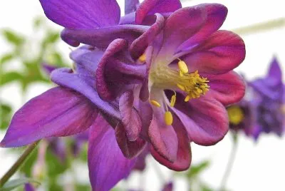 flores