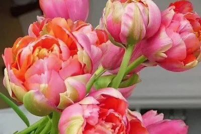 flores