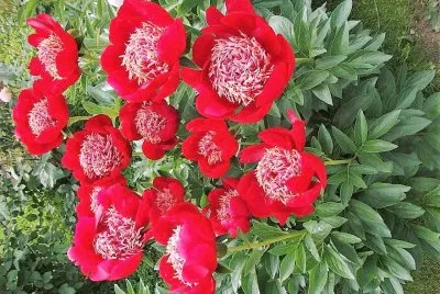 flores