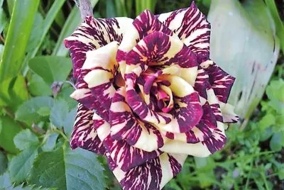 flores