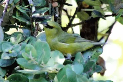 Amakihi
