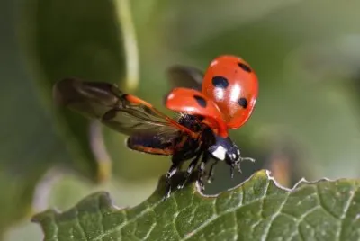 Scarabeo coccinella