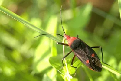 Scarabeo colorato