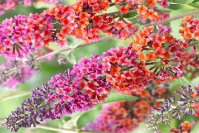 Buddleia