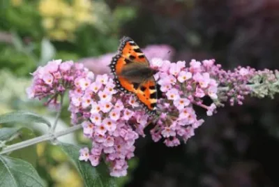 Buddleia